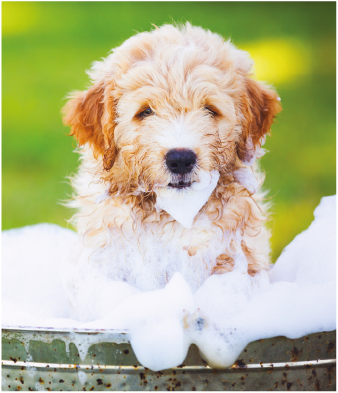 cucciolo fa il bagno