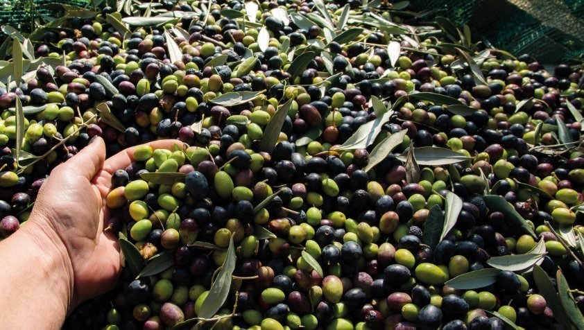 olive liguri