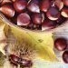 Le castagne, il frutto d’autunno